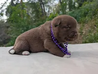 Embark tested parents, a male Akita for sale in Grants Pass, OR – Photo 9 of 10
