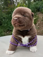 Embark tested parents, a male Akita for sale in Grants Pass, OR – Photo 2 of 10