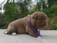 Embark tested parents, a male Akita for sale in Grants Pass, OR – Photo 6 of 10