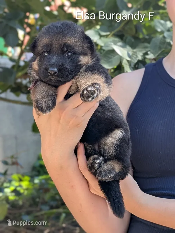 AKC/OFA/DM clear  – German Shepherd Dog puppy for sale in Grants Pass, OR