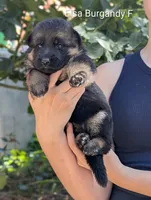 AKC/OFA/DM clear , a female German Shepherd Dog for sale in Grants Pass, OR – 1 of 4