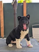 Embark tested parents , a female Akita for sale in Grants Pass, OR – 3 of 8