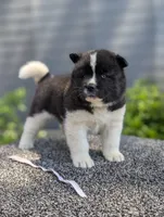 Embark tested parents , a female Akita for sale in Grants Pass, OR – 1 of 6