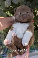 Chocolate Male ♥️, a male Akita for sale in Grants Pass, OR – 1 of 5