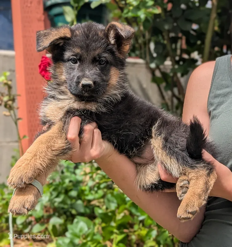 AKC/OFA/DM clear  – German Shepherd Dog puppy for sale in Grants Pass, OR