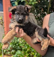 AKC/OFA/DM clear , a female German Shepherd Dog for sale in Grants Pass, OR – 1 of 4