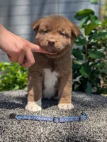 Embark tested parents, a male Akita for sale in Grants Pass, OR – 6 of 6