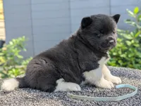 Embark tested parents , a female Akita for sale in Grants Pass, OR – 6 of 9