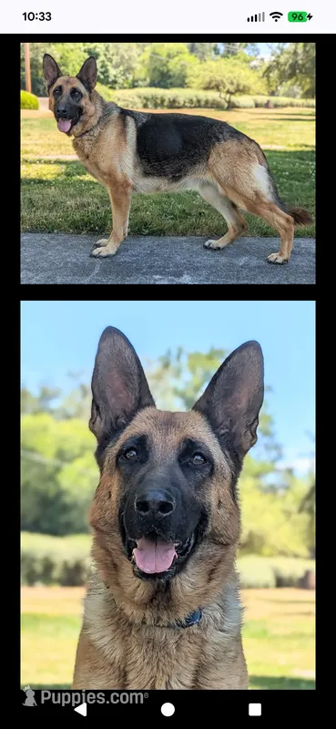Gemma Spayed  – German Shepherd Dog puppy for sale in Grants Pass, OR