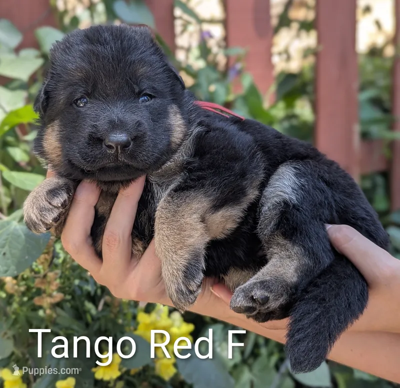 AKC/OFA/DM clear F – German Shepherd Dog puppy for sale in Grants Pass, OR