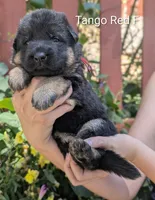 AKC/OFA/DM clear F, a female German Shepherd Dog for sale in Grants Pass, OR – 2 of 5