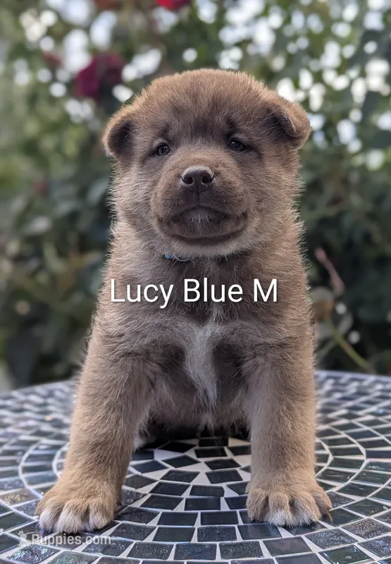 Chocolate Blue 💙 Male – Akita puppy for sale in Grants Pass, OR