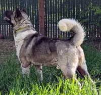 Shasta spayed UTD on vaccines , a female Akita for sale in Grants Pass, OR – 4 of 4