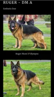 AKC/OFA/DM clear , a female German Shepherd Dog for sale in Grants Pass, OR – 3 of 4