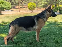 AKC/OFA/DM clear M, a male German Shepherd Dog for sale in Grants Pass, OR – 3 of 6
