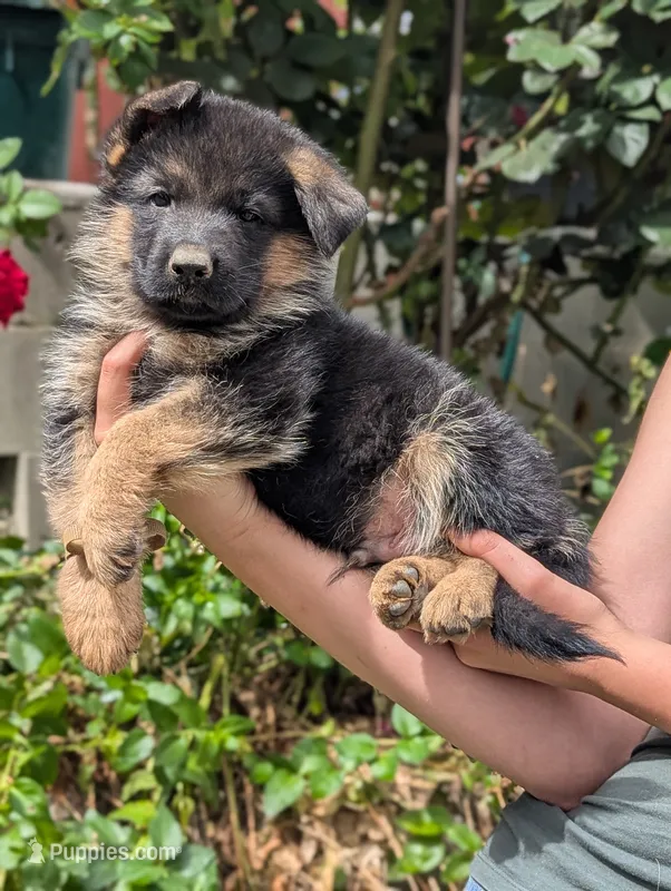 AKC/OFA/DM clear  – German Shepherd Dog puppy for sale in Grants Pass, OR