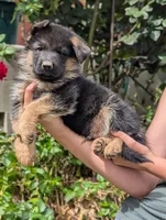 AKC/OFA/DM clear , a male German Shepherd Dog for sale in Grants Pass, OR – 1 of 4