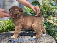 Embark tested parents, a male Akita for sale in Grants Pass, OR – 5 of 6
