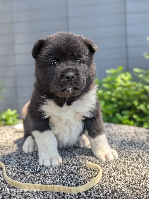 Embark tested parents  – Akita puppy for sale in Grants Pass, OR