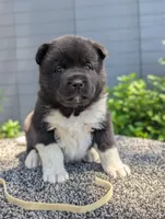 Embark tested parents , a female Akita for sale in Grants Pass, OR – 1 of 5