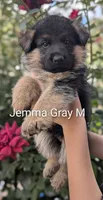 AKC/OFA/DM Grey 🩶 M, a male German Shepherd Dog for sale in Grants Pass, OR – 2 of 5