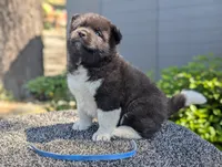 Embark tested parents , a male Akita for sale in Grants Pass, OR – 2 of 4
