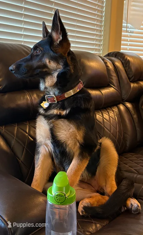 Lucy  – German Shepherd Dog puppy for sale in Grants Pass, OR