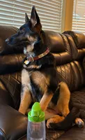 Lucy , a female German Shepherd Dog for sale in Grants Pass, OR – 1 of 3
