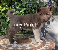 Embark tested parents pink 🩷 F, a female Akita for sale in Grants Pass, OR – 2 of 6