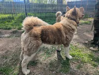 Embark tested parents , a female Akita for sale in Grants Pass, OR – 4 of 5