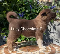 Chocolate pink F, a female Akita for sale in Grants Pass, OR – 3 of 9