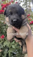 AKC/OFA/DM clear Red ♥️ M, a male German Shepherd Dog for sale in Grants Pass, OR – 1 of 4