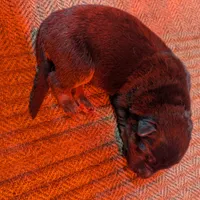 New litter, a male German Shepherd Dog for sale in Grants Pass, OR – Photo 5 of 5