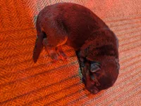 New litter, a male German Shepherd Dog for sale in Grants Pass, OR – Photo 5 of 5