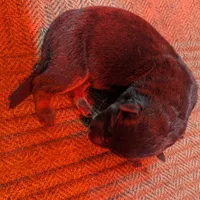 New litter, a male German Shepherd Dog for sale in Grants Pass, OR – Photo 1 of 5