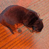 New litter, a male German Shepherd Dog for sale in Grants Pass, OR – Photo 4 of 5