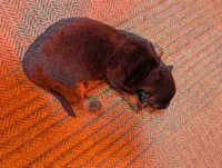 New litter, a male German Shepherd Dog for sale in Grants Pass, OR – Photo 4 of 5