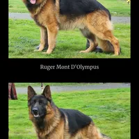 New litter, a male German Shepherd Dog for sale in Grants Pass, OR – Photo 2 of 5