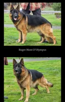 New litter, a male German Shepherd Dog for sale in Grants Pass, OR – Photo 2 of 5