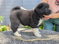 Embark tested parents , a female Akita for sale in Grants Pass, OR – 4 of 5