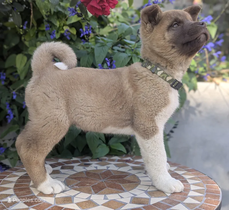 Embark tested parents yellow 💛 M – Akita puppy for sale in Grants Pass, OR