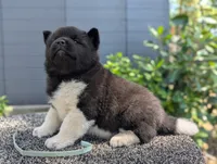 Embark tested parents , a female Akita for sale in Grants Pass, OR – 5 of 9
