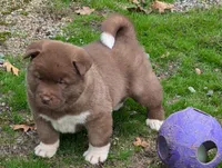 💜 Male on hold, a male Akita for sale in Grants Pass, OR – Photo 6 of 10