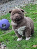 💜 Male on hold, a male Akita for sale in Grants Pass, OR – Photo 2 of 10