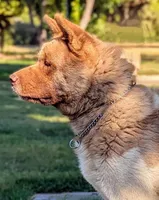 💜 Male on hold, a male Akita for sale in Grants Pass, OR – Photo 10 of 10