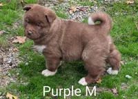 💜 Male on hold, a male Akita for sale in Grants Pass, OR – Photo 3 of 10