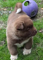 💜 Male on hold, a male Akita for sale in Grants Pass, OR – Photo 4 of 10