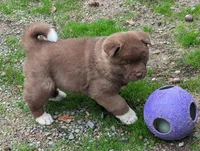 💜 Male on hold, a male Akita for sale in Grants Pass, OR – Photo 5 of 10