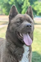 💜 Male on hold, a male Akita for sale in Grants Pass, OR – Photo 7 of 10