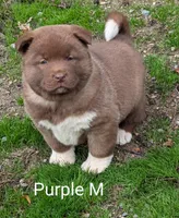 💜 Male on hold, a male Akita for sale in Grants Pass, OR – Photo 1 of 10